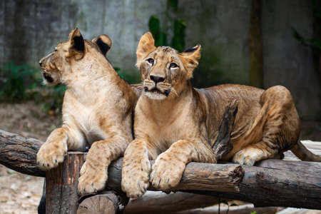 Two young Lion cubs around 6-month-old cub playing together.の写真素材