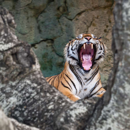 The tiger yawn shows sleepiness.の写真素材