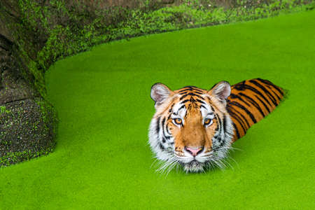The tiger was in a pond full of green duckweed.の写真素材