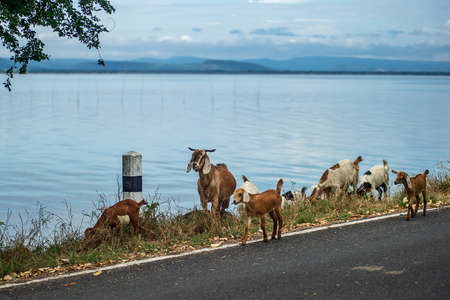 Herds of goats graze along a rural road with a dam backdrop.の写真素材