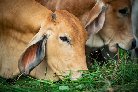 cow face grazing on farmの写真素材