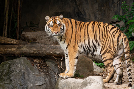 The tiger stood and looked at me.