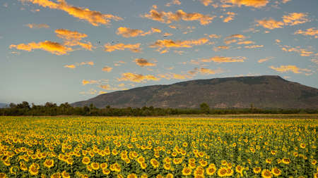 Giant yellow sunflowers bloom in the evening.の写真素材