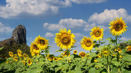 close-up, giant yellow sunflower in full bloomの写真素材