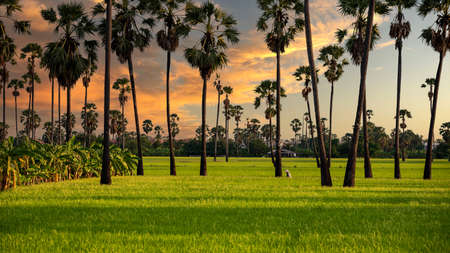 The landscape of sugar palm plantations and rice fields, mixed plantations in Thailandの写真素材