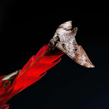 Small Emperor Moth (Saturnia pavonia) is a moth of the family Saturniidae, female, macro photo.の写真素材