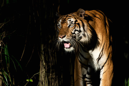 The tiger stands to look at something with interest.の写真素材