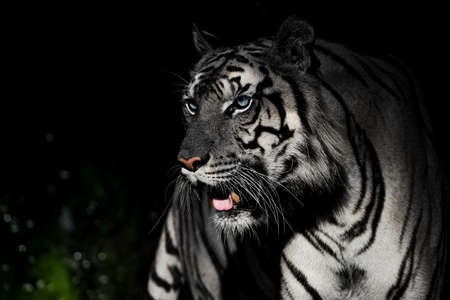 White tiger standing looking for food in the forestの写真素材