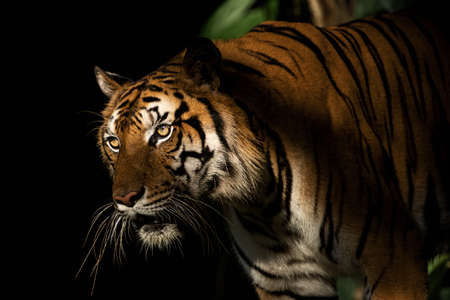 Tiger walking foraging in the forest, the nature of mammals.の写真素材