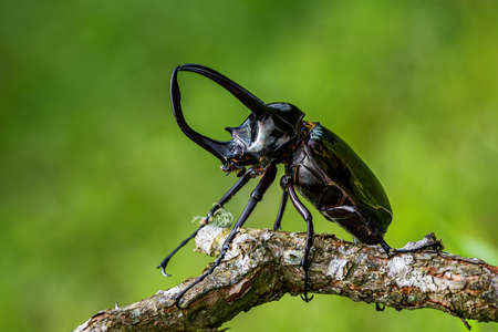 Insects, beetles, Giant rhinoceros beetle Male and female (Chalcosoma Caucasus) Tropical wildlife of Thailand.の写真素材
