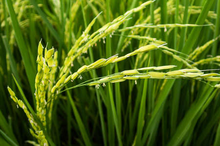 close up of paddy green rice fieldの写真素材