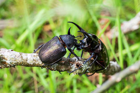 Insects, beetles, Giant rhinoceros beetle Male and female (Chalcosoma Caucasus) Tropical wildlife of Thailand.の写真素材