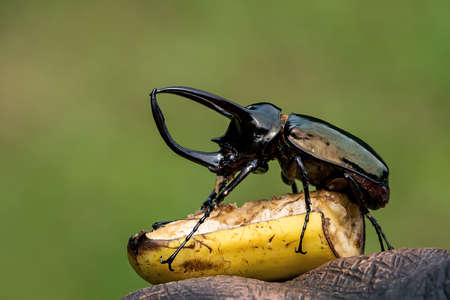 Insects, beetles, Giant rhinoceros beetle Male and female (Chalcosoma Caucasus) Tropical wildlife of Thailand.の写真素材