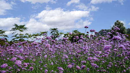 Blooming Verbena field is a purple flower, The meaning of this flower is the happiness of everyone in the family. Besides, Verbena is also another meaning. Please pray for me.の写真素材