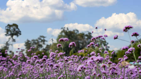Blur blooming Verbena field is a purple flower, The meaning of this flower is the happiness of everyone in the family. Besides, Verbena is also another meaning. Please pray for me.の写真素材