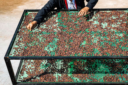 Farmers drying organic cocoa beans on a sunny dayの写真素材