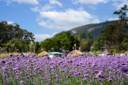 Blooming Verbena field is a purple flower, The meaning of this flower is the happiness of everyone in the family. Besides, Verbena is also another meaning. Please pray for me.の写真素材