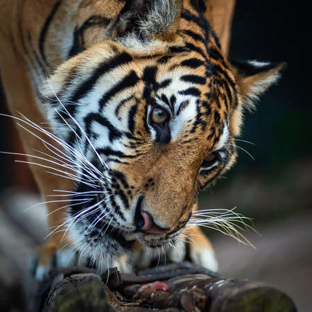 Close up a tiger's face eating food.の写真素材