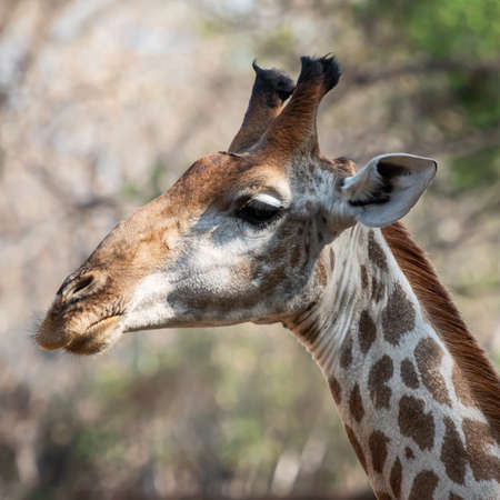 Portrait of a giraffe's head with a beautifully blurred background.の写真素材