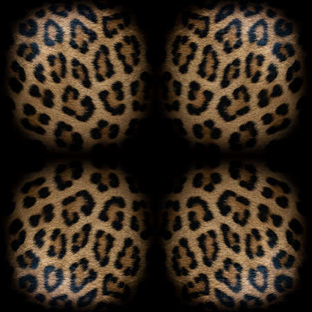 Leopard fur texture (real fur)の写真素材