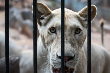 Close up portrait of a white lion taken through a fence in the zoo.の写真素材