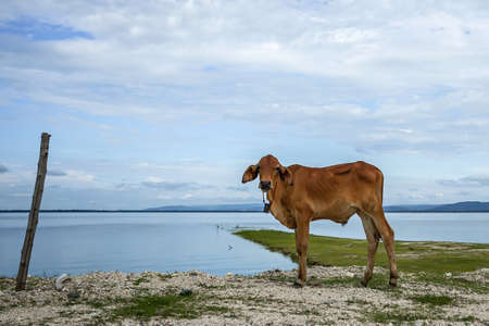 A young bull stood by the dam with the sky and the dam in the background.の写真素材