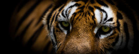 Close up Tiger's face and eyes on black backgroundの写真素材