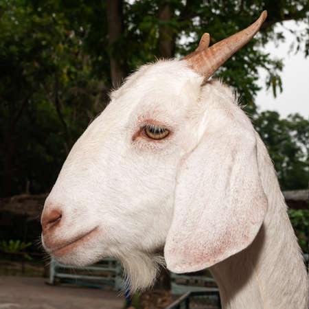 close-up goat face, fertile white goatの写真素材