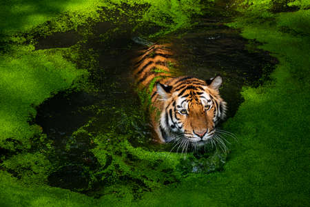 Tiger go down to hunt in a pond full of duckweed.の写真素材