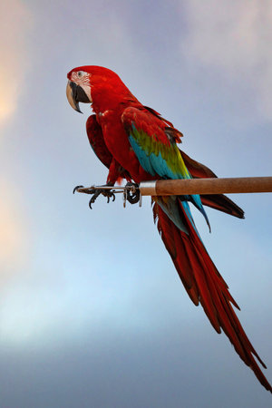 A red-green-blue macaw perched on a wooden perch during the evening hours.の写真素材