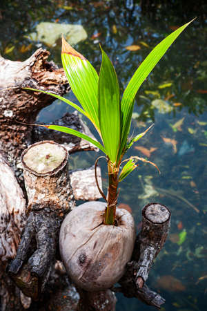 Coconut seedlings ready for plantingの写真素材