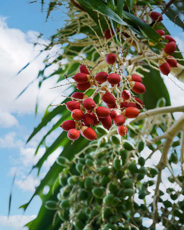 red palm fruit on the treeの写真素材