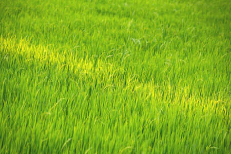 Blur Green rice fields, Close-up of green rice plants, The light hits the ground.の写真素材