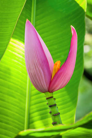 Banana bud or Banana flower, Banana blossom from a banana tree on the green leaf.の写真素材
