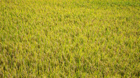 beautiful golden rice fields Agriculture or Landscape Conceptsの写真素材