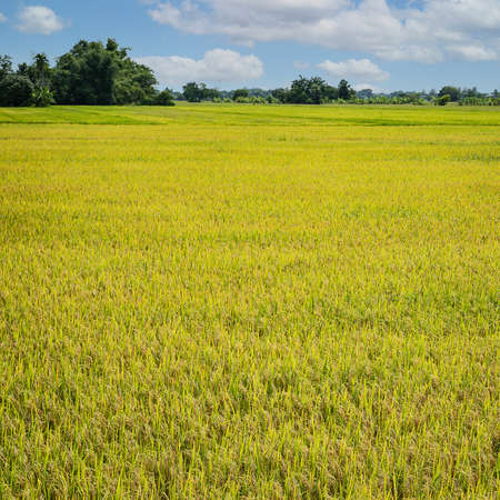 beautiful golden rice field scenery in rural Thailandの写真素材