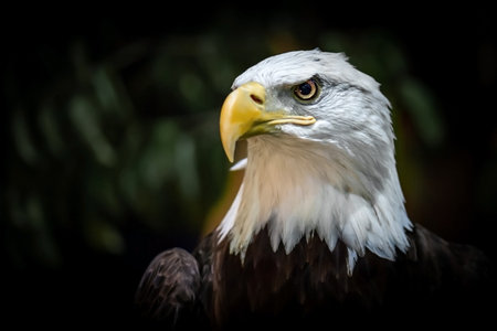 Bald eagle, American bird of preyの写真素材