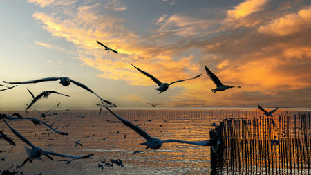 the sunset at Bang Pu, There are lots of seagulls flying, Recreation Center, Thailand.の写真素材
