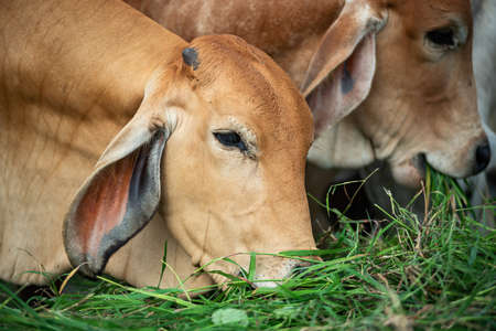 Thai Brahman cows, red cows, gray cows, cows eating grassの写真素材