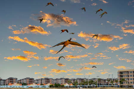 Macaws and Sun Conures fly in the sky in the clear evening sky.の写真素材