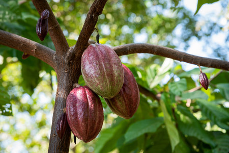 Large bunch of fresh cocoa pods Criollo, Forastero, Trinitario, cocoa beans from the tree.の写真素材