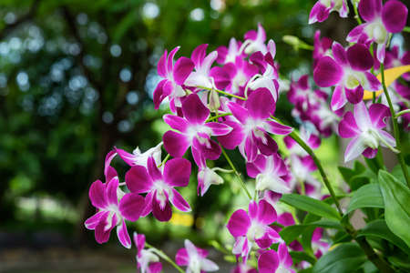 Purple orchids in the garden and many more flowers in the parks in Thailand.の写真素材