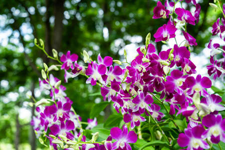 Purple orchids in the garden and many more flowers in the parks in Thailand.の写真素材