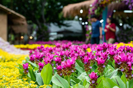 Many kinds of flowers in the parks in Thailandの写真素材