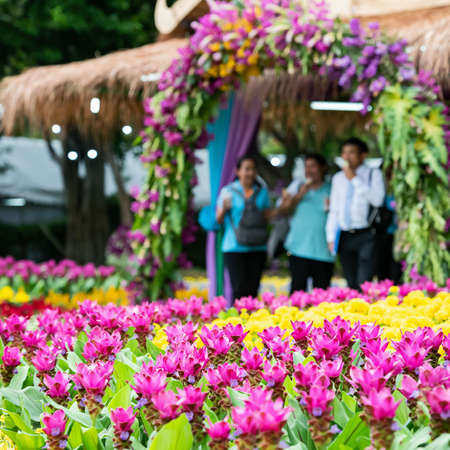 Many kinds of flowers in the parks in Thailandの写真素材