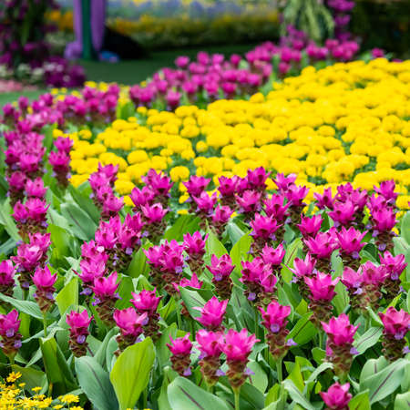 Many kinds of flowers in the parks in Thailandの写真素材
