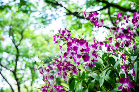 Purple orchids in the garden and many more flowers in the parks in Thailand.の写真素材