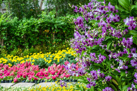 Purple orchids in the garden and many more flowers in the parks in Thailand.の写真素材