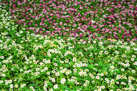 Many kinds of flowers in the parks in Thailandの写真素材