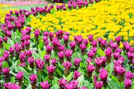 Many kinds of flowers in the parks in Thailandの写真素材